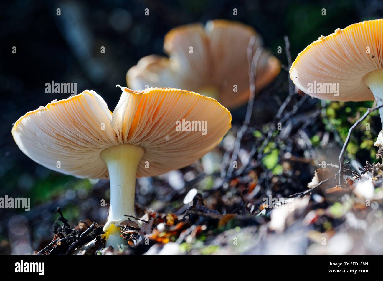 Die Kiemen der leuchtend orangen Pilze, Amanita muscaria auf dem Waldboden. In der Kappe fehlt ein dreieckiger Abschnitt. Stockfoto
