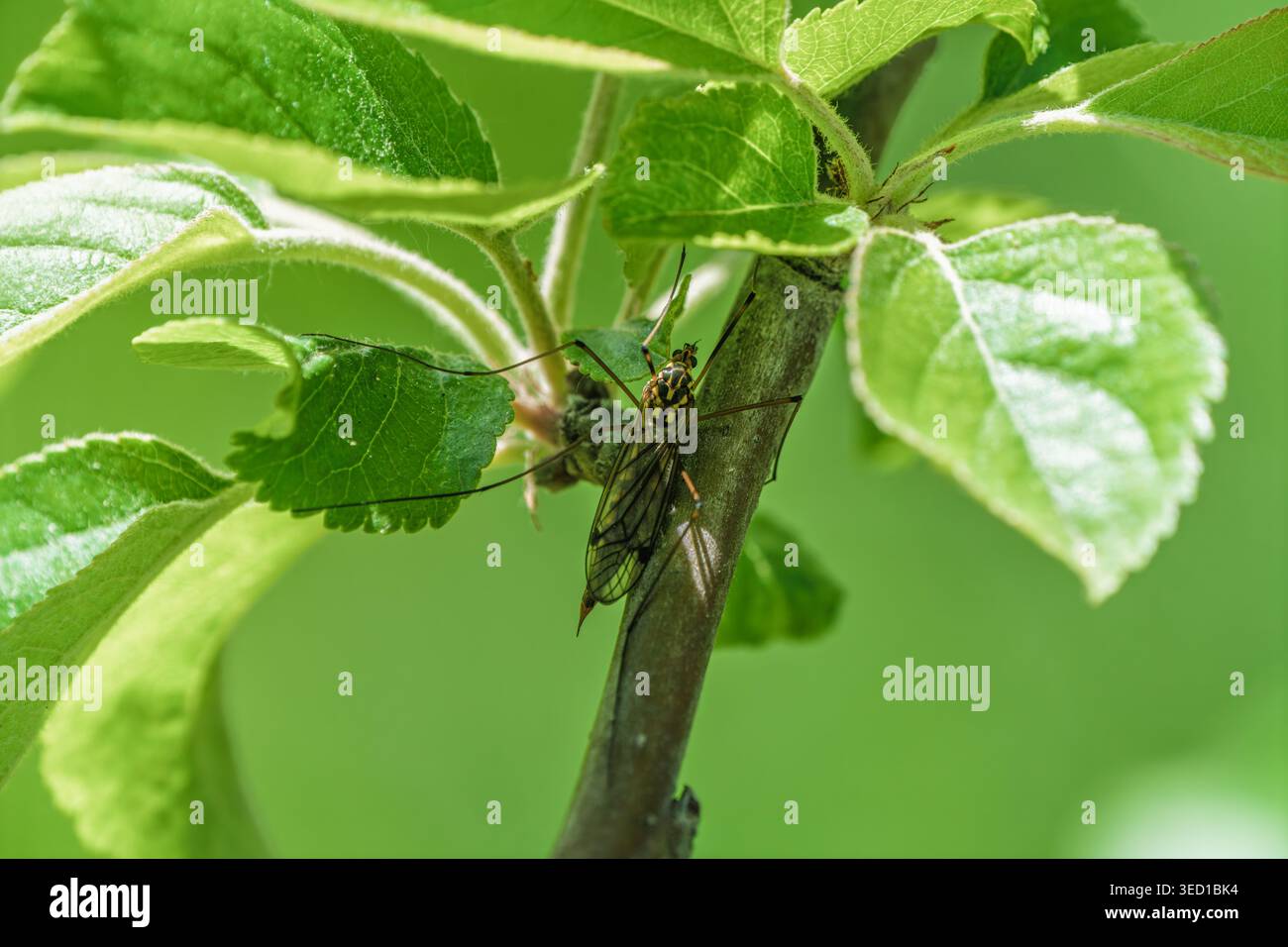 Detailliertes Bild von grünem Katydid, das auf Zweig inmitten üppiger Sommergartengrüner thront Stockfoto