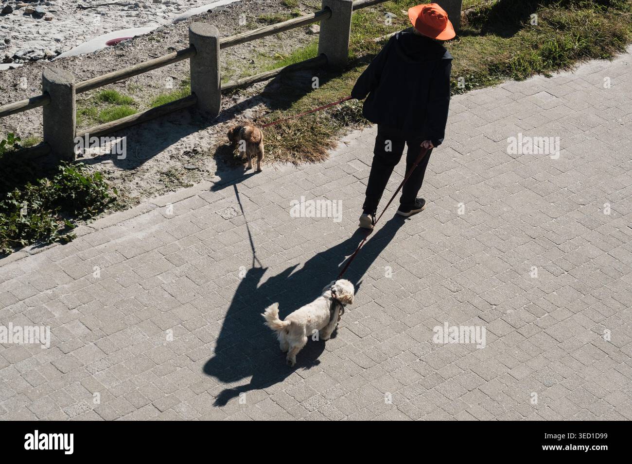 Ältere Person mit orangefarbenem, breitkrempigem Sonnenhut, die mit zwei Hunden an der Leine auf einem gepflasterten Weg am Strand spaziert. Stockfoto