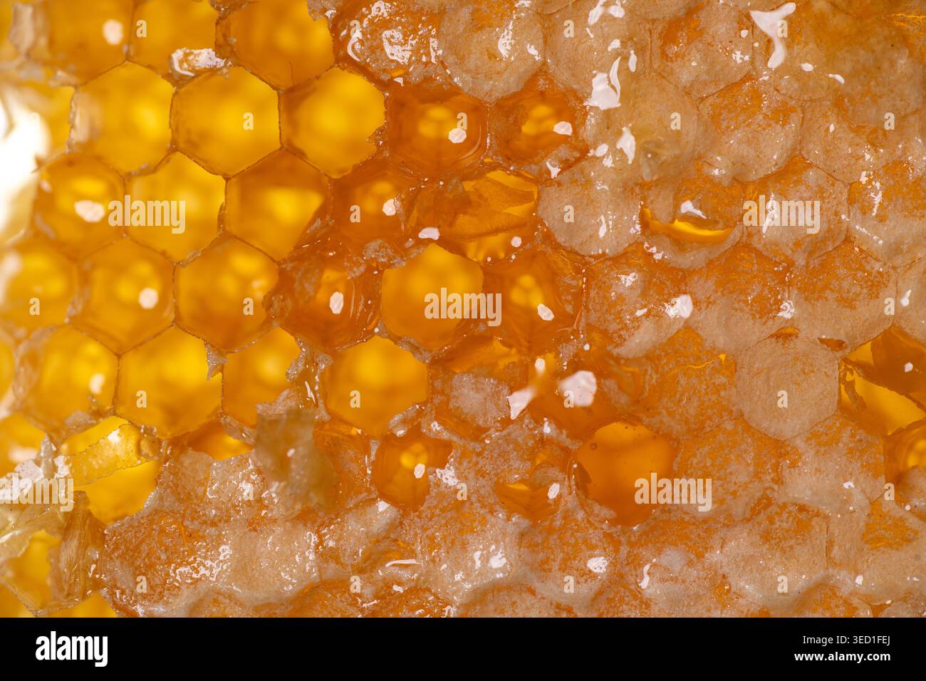 Wabenfüllung mit goldenem Honig zeigt natürliche Muster. Stockfoto
