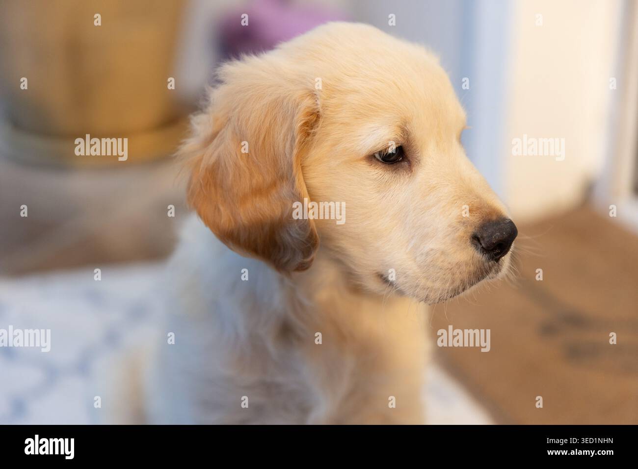 Golden Retriever Welpe sitzt auf einem weichen gemusterten Teppich neben dem Eingang mit Fußmatte und Topf Stockfoto