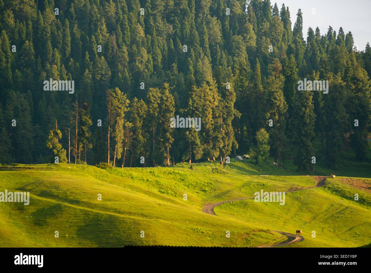 Eine wunderschöne Landschaft mit einer lebendigen grünen Wiese mit einem unbefestigten Pfad, der sich durch sie schlängelt und in einen dichten Wald mit hohen Kiefern bei Sonnenuntergang führt Stockfoto