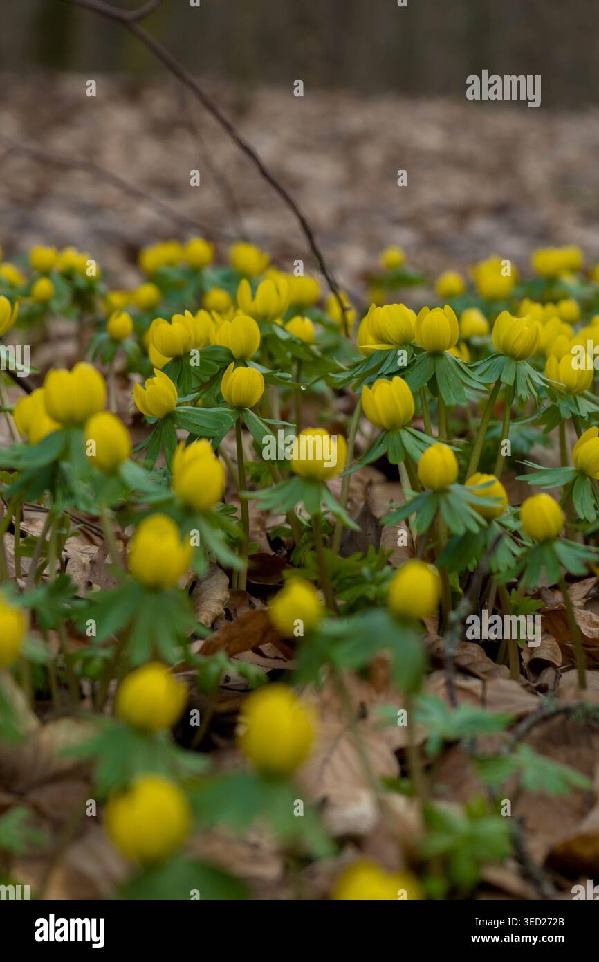 Gelbe Winterakonite im Wald als helle Frühfrühlingsblumen Stockfoto
