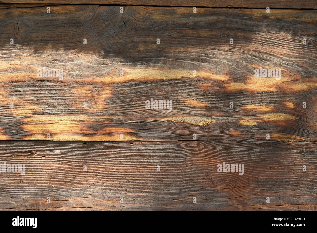 Warmes Sonnenlicht tanzt auf einer rustikalen Holzoberfläche und zeigt seine natürliche Schönheit. Stockfoto