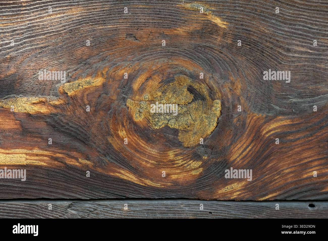 Die einzigartige Holzoberfläche zeigt wirbelnde Muster in dunklen und goldenen Tönen. Stockfoto