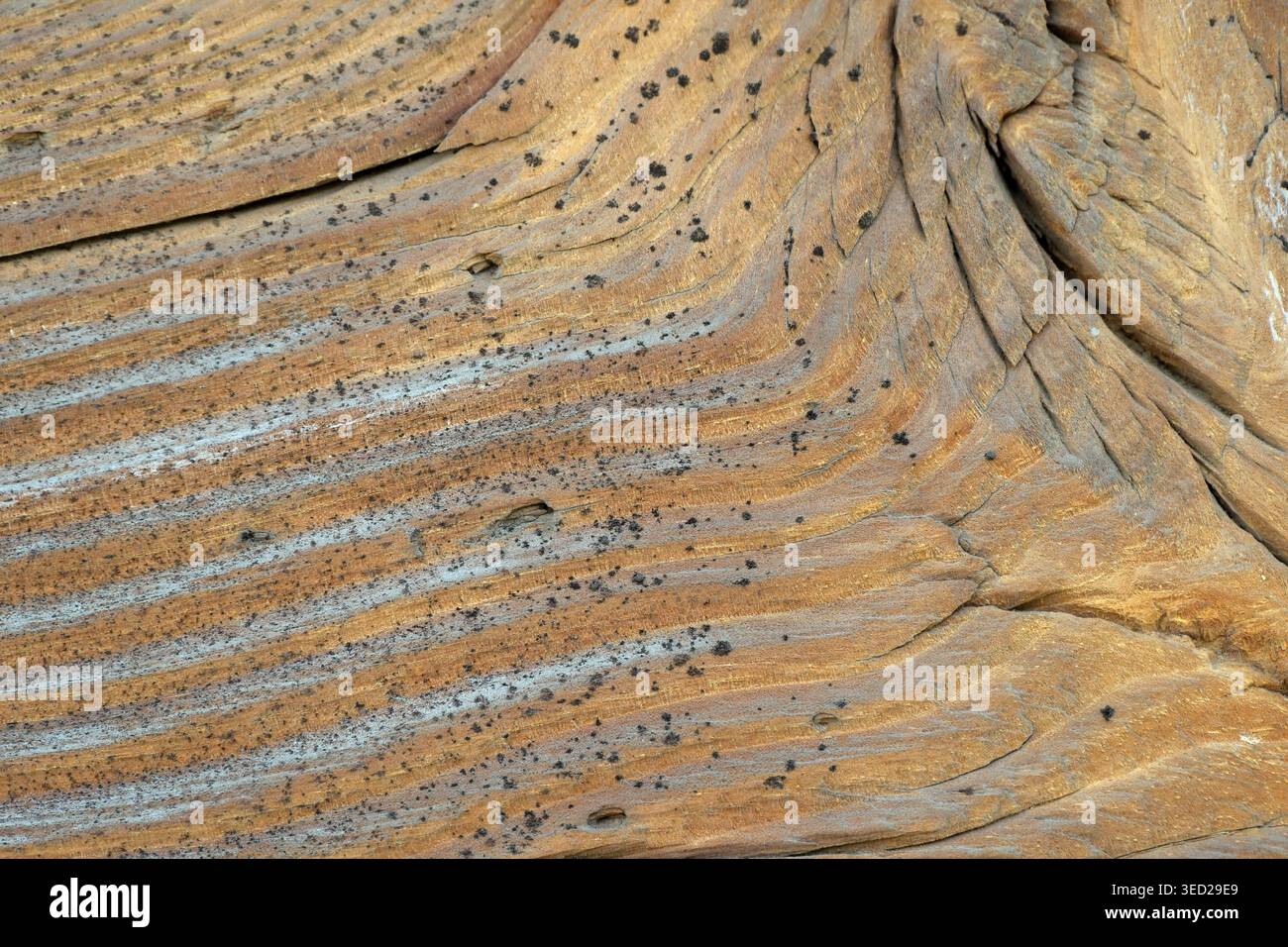 Komplexe Linien und Texturen aus altem Holz schaffen ein atemberaubendes Naturkunstwerk. Stockfoto