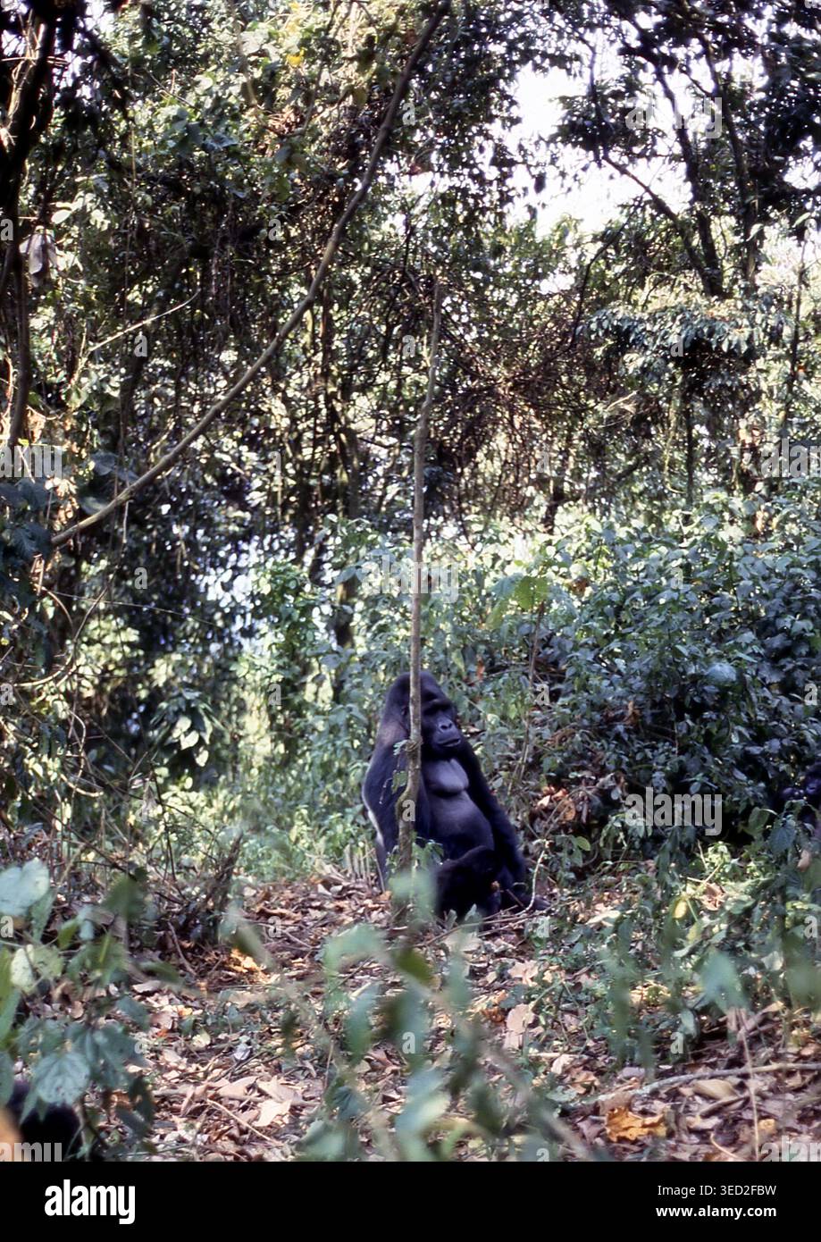 Maheshe, berühmter Silberrücken-Gorilla im Dschungel des Kahuzi-Biega-Nationalparks, Demokratische Republik Kongo oder Demokratische Republik Kongo (ehemaliger Zaire). Erwachsener Mann aus Ost Stockfoto