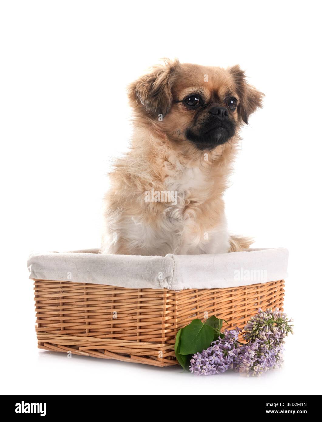Terrier vor weißem Hintergrund Stockfoto