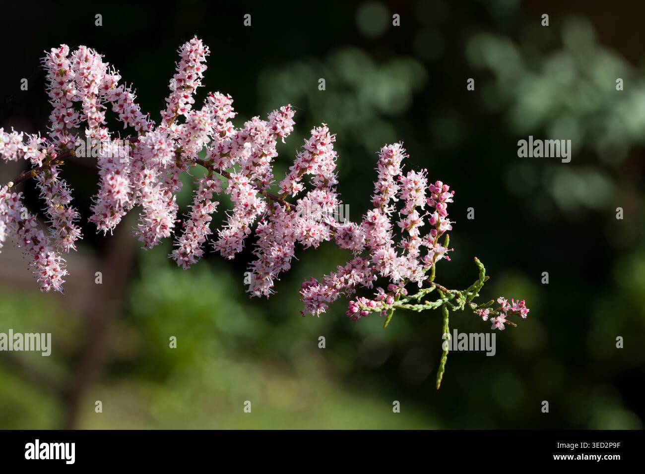 Tamarisk Gallica Tamarix Blossom Flowers Stockfoto