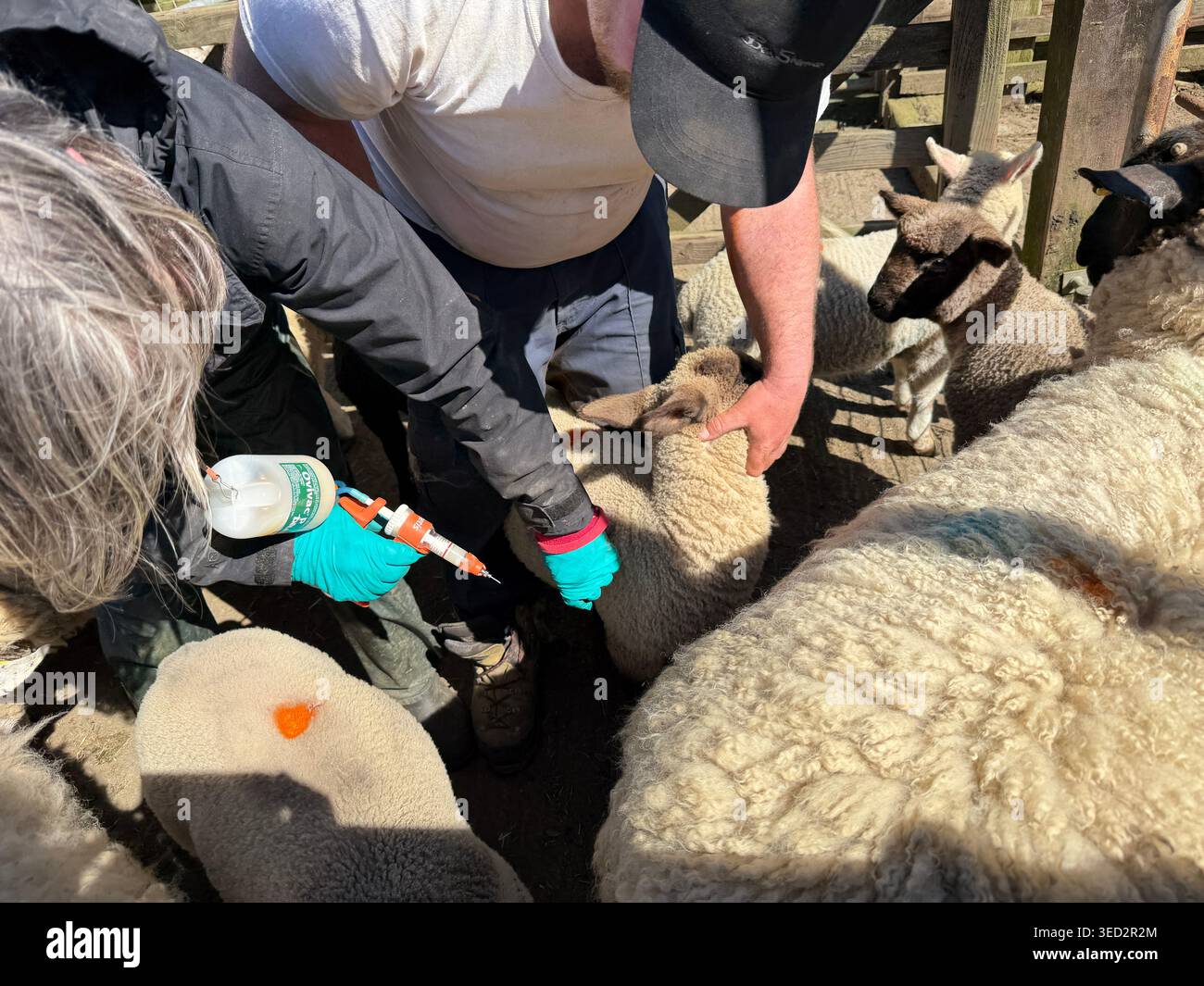 Landwirt geimpft ein Lamm in einem Holzstall mit einer Feuchtpistole und grünen Handschuhen für die Gesundheitsfürsorge auf einer Schaffarm Stockfoto