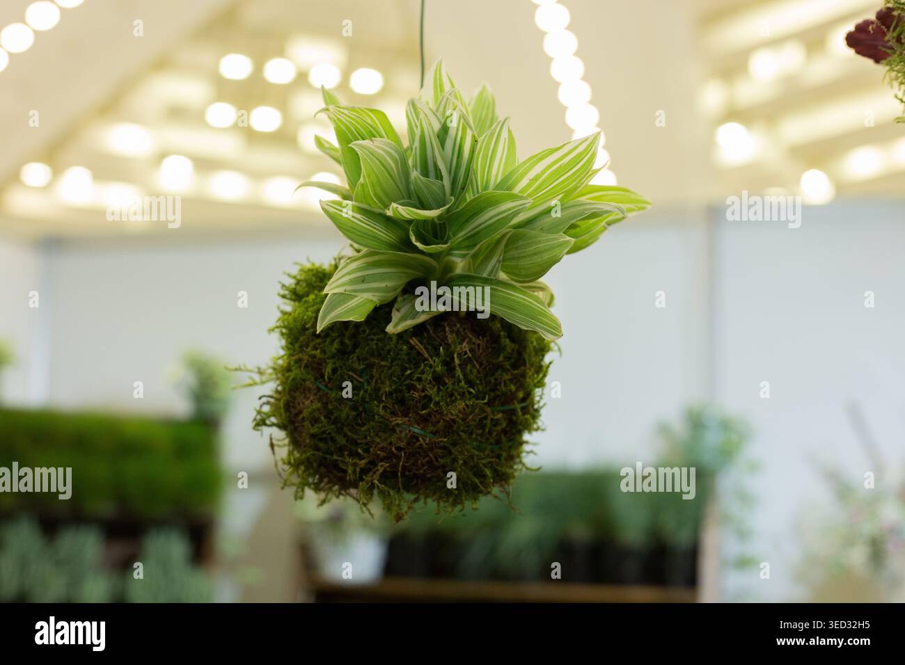 Sanfte Lichter leuchten im Hintergrund. Minimalistische Innengartenästhetik. Perfekt für naturbelassene Dekorationen. Ideal für Zuhause, Wellness oder umweltfreundliches Branding Stockfoto