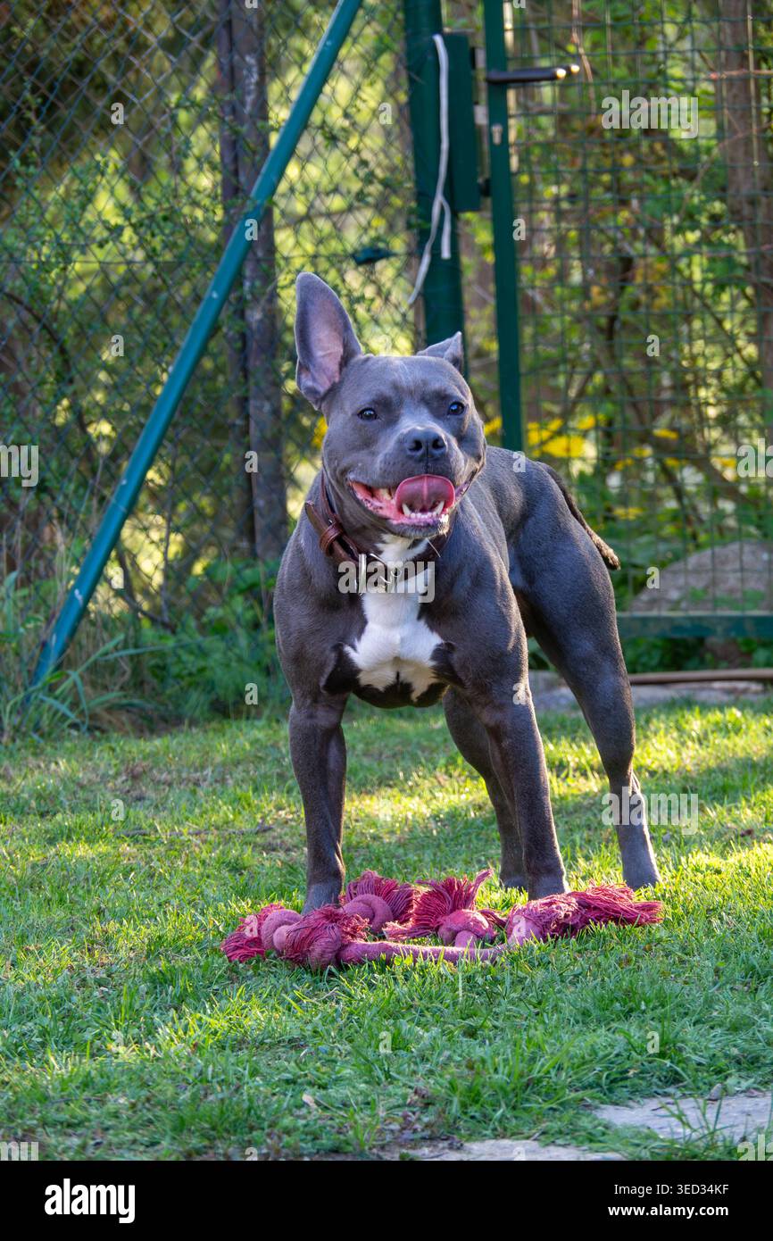 Grauer Hund steht auf grasbewachsenem Rasen wachsam Stockfoto