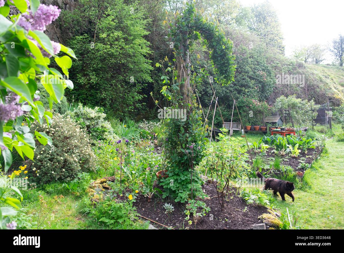 Hochbeete Blumen- und Gemüsegarten Flieder blühende Sträucher Gemüse weicher Obststrauch Kohl Mangold wächst, schwarze Katze im Frühjahr Anfang Mai Wales Großbritannien Stockfoto