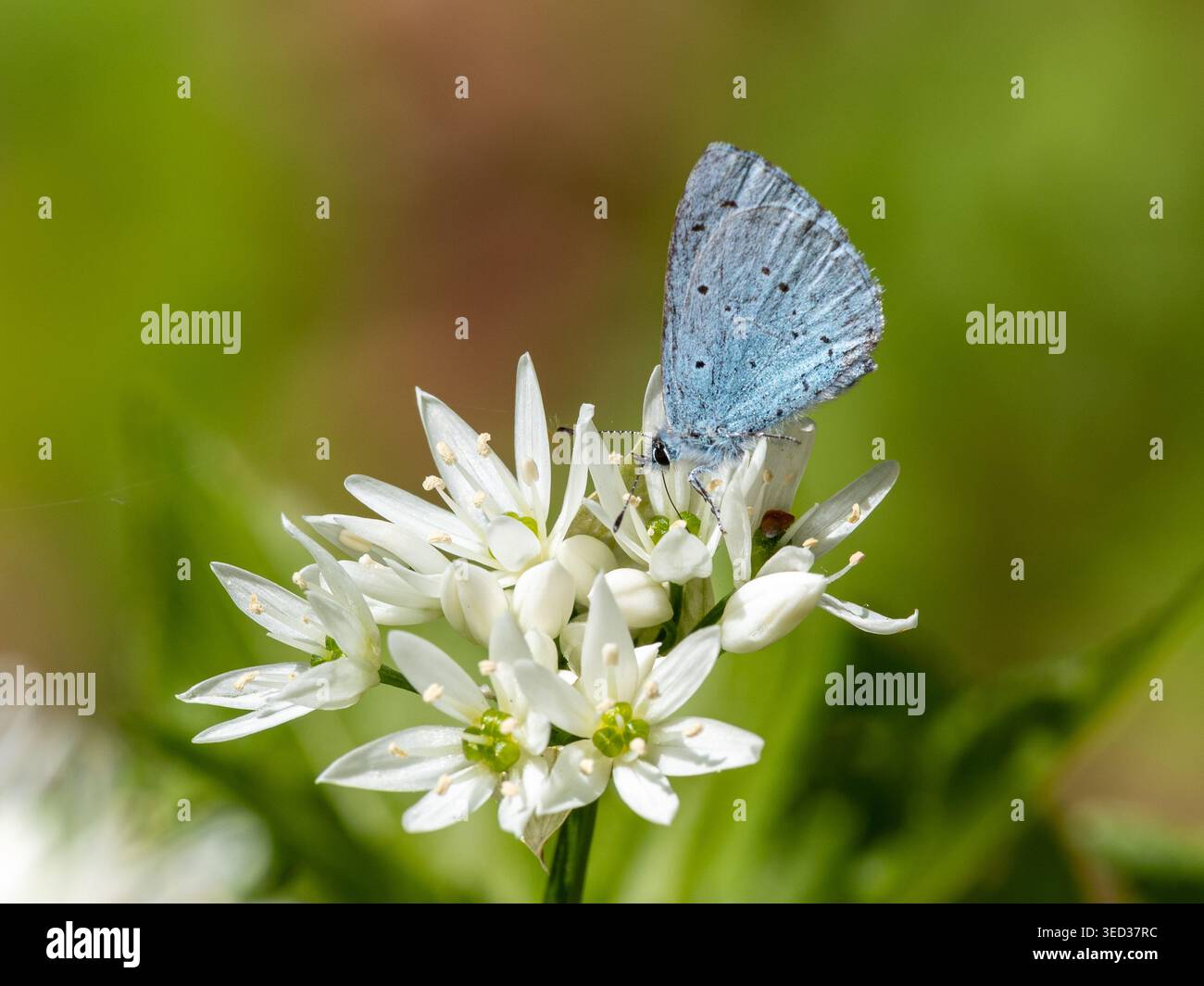 Holly Blue Butterfly (Celastrina argiolus) ernährt sich von weißen Blüten des wilden Knoblauchs (Allium ursinum) im Frühjahr, England, Vereinigtes Königreich Stockfoto
