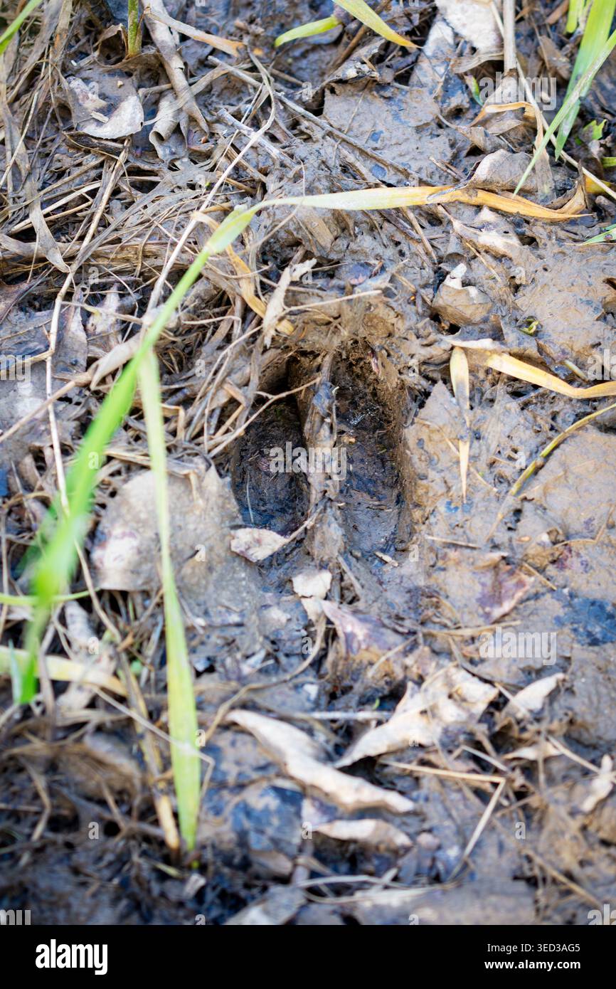 Ein klarer Wildschwanzhufabdruck, der im Frühjahr in feuchten, dunklen Schlamm und verfallende Blätter auf einem Waldweg in Waukesha, Wisconsin, gepresst wurde. Stockfoto