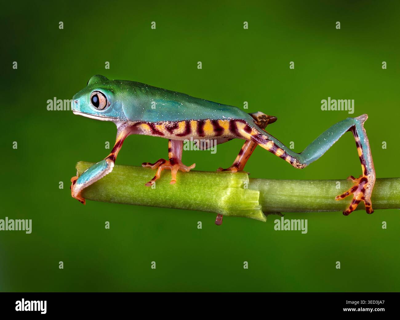 Winziger tropischer Baumfrosch, der sich auf einem grünen Stiel ausbalanciert, zeigt lebendige blau-grüne Haut und markante orange-schwarz gestreifte Beine. Stockfoto