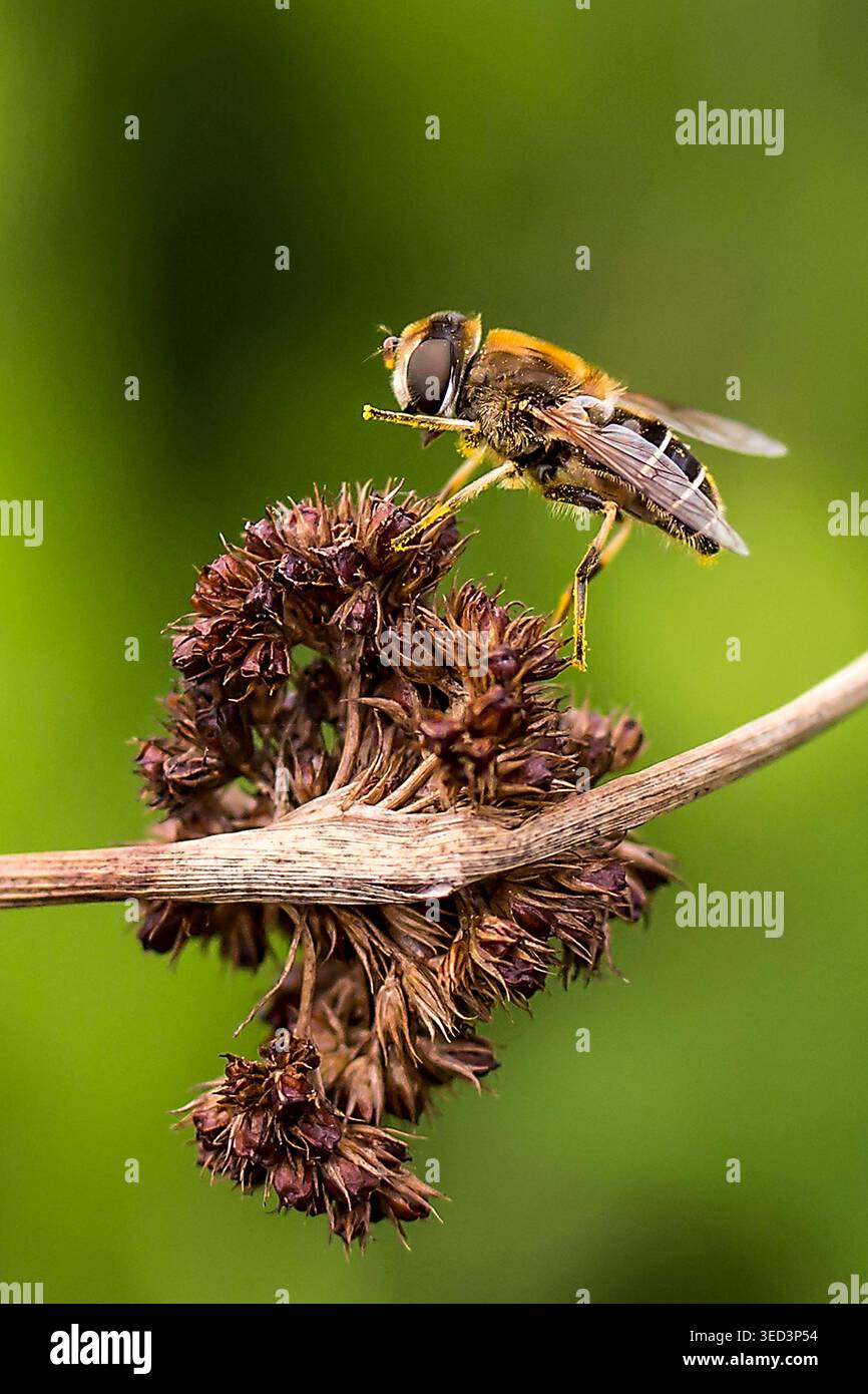 Bienennachahmender hoverfly auf einem getrockneten Wildblumenstiel, erfasst in scharfen Makrodetails vor einem weichen grünen Hintergrund. Stockfoto