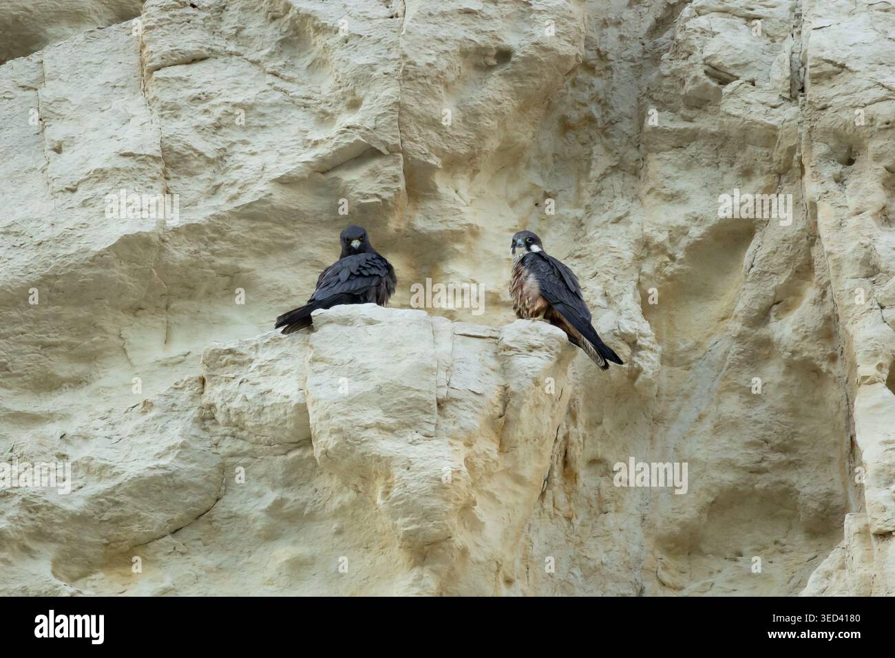 Zwei Eleonora-Falken (Falco eleonorae), die sowohl helle als auch dunkle Morphen zeigten, thronten auf den Episkopi-Klippen während ihrer Rückkehr nach Zypern. Stockfoto
