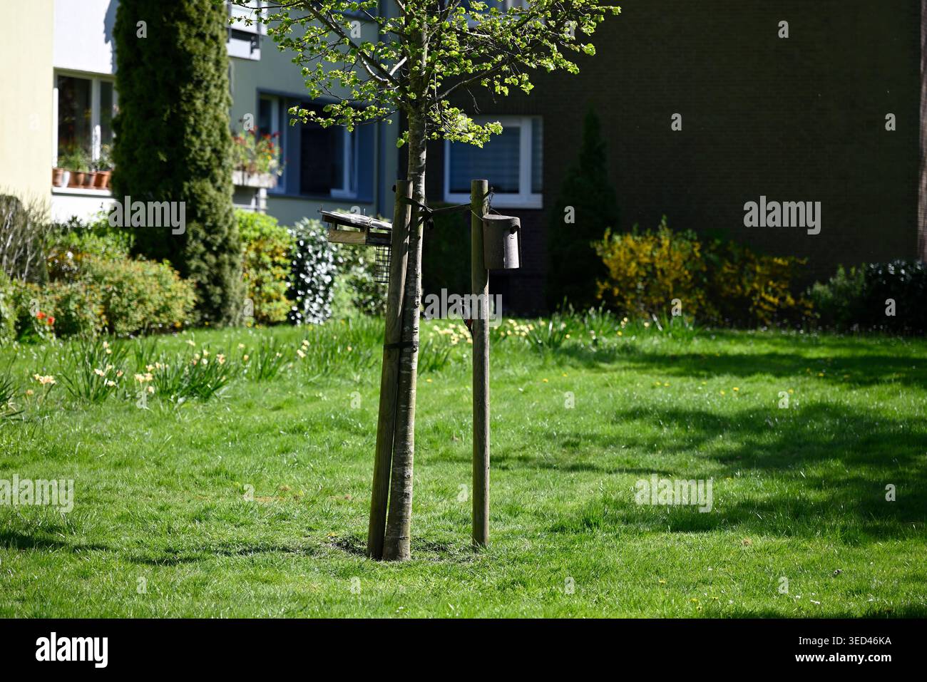 Spotspecht auf der Suche nach Essen. Picoides Major auf der Suche nach Essen in einem Vorstadtgebiet. Stockfoto
