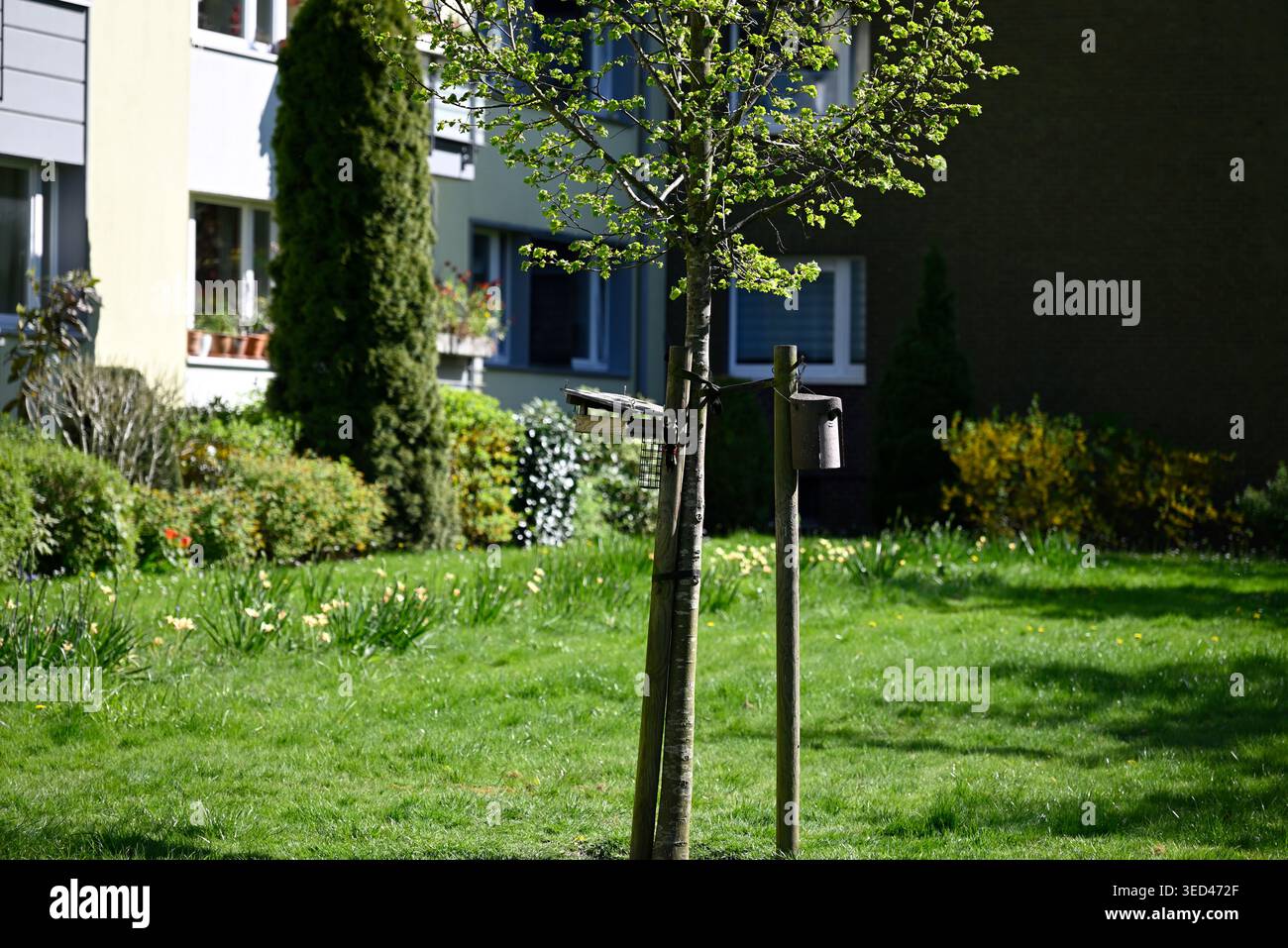 Spotspecht auf der Suche nach Essen. Picoides Major auf der Suche nach Essen in einem Vorstadtgebiet. Stockfoto