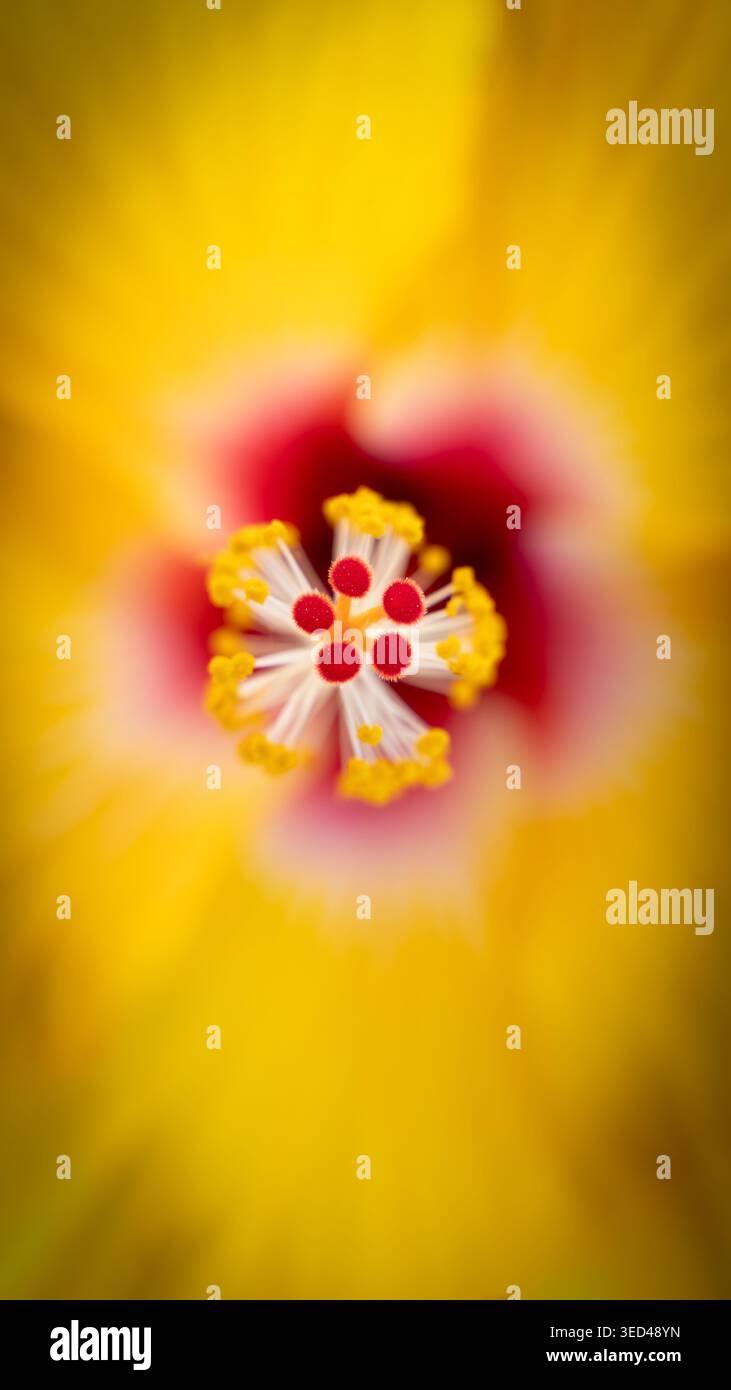 Makroansicht einer leuchtend gelben Hibiskusblüte mit ihren komplizierten Reproduktionsteilen mit roten Akzenten und flauschigen gelben Pollen Stockfoto