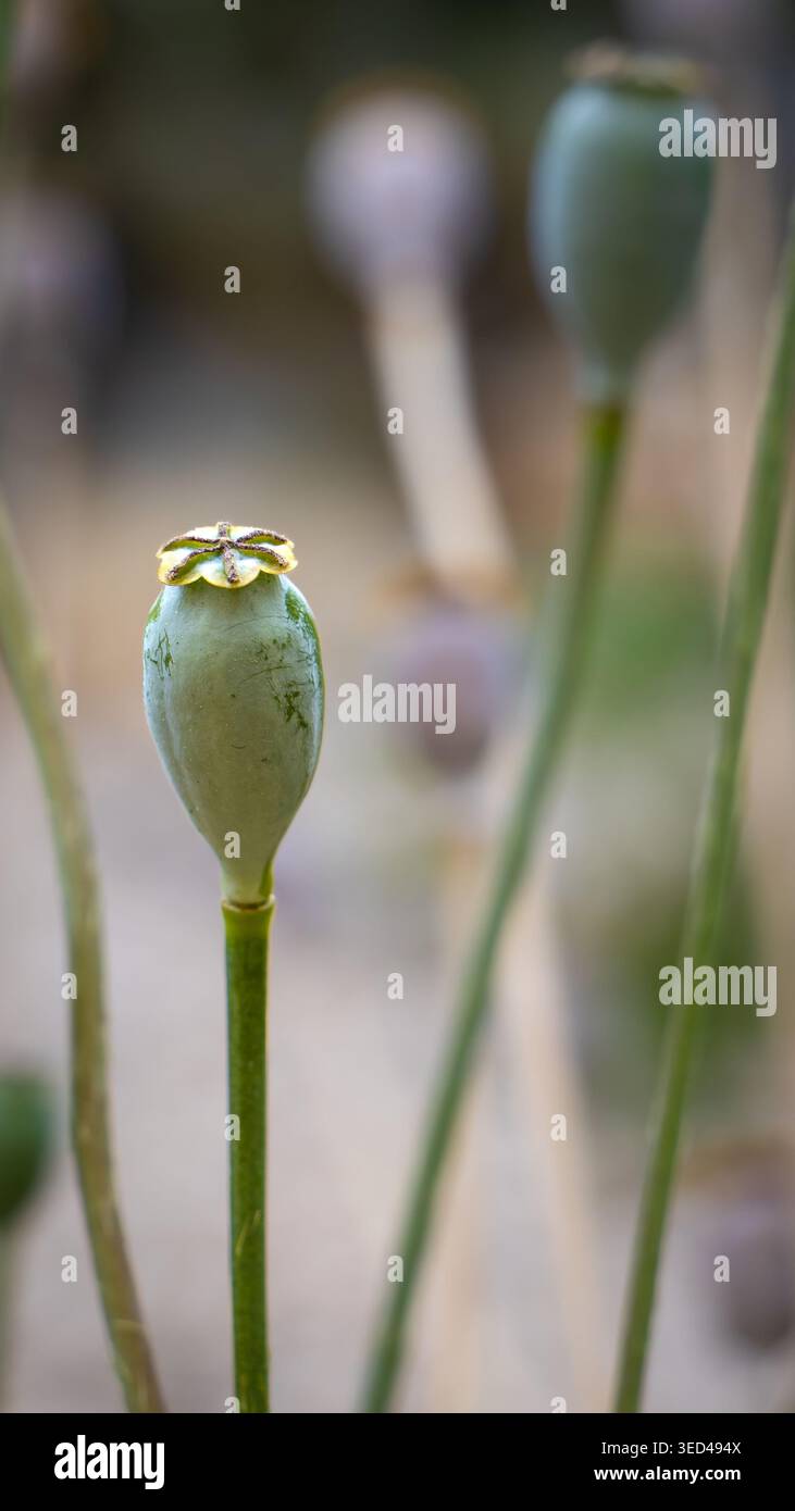 Nahaufnahme einer einzelnen Kapsel mit grünem Opiummohn mit sternförmiger Krone, umgeben von verschwommenen Stängeln und Schoten Stockfoto