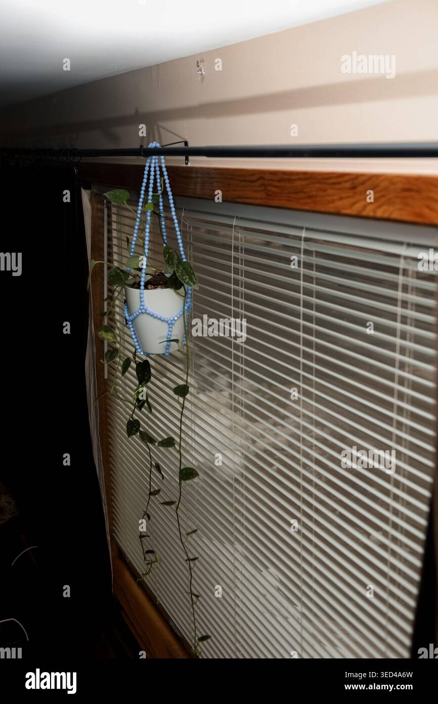 Eine Pothos-Pflanze hängt in einem weißen Topf, der an einem blauen Makramee-Halter befestigt ist. Die Pflanze hat lange nachlaufende Reben. Licht scheint durch die Jalousien auf einem Arbeitsauftrag Stockfoto