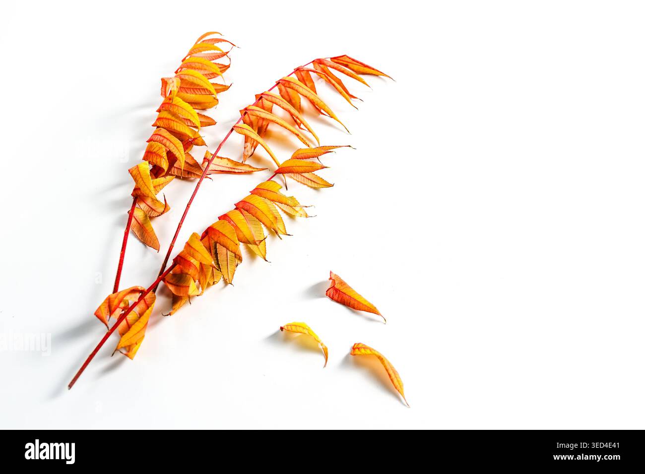 Blätter des Staghorn Sumac (Rhus typhina) in Herbstfarben mit kleinen Schatten auf weißem Hintergrund, großer Kopierraum kann als Grußkarte genutzt werden Stockfoto