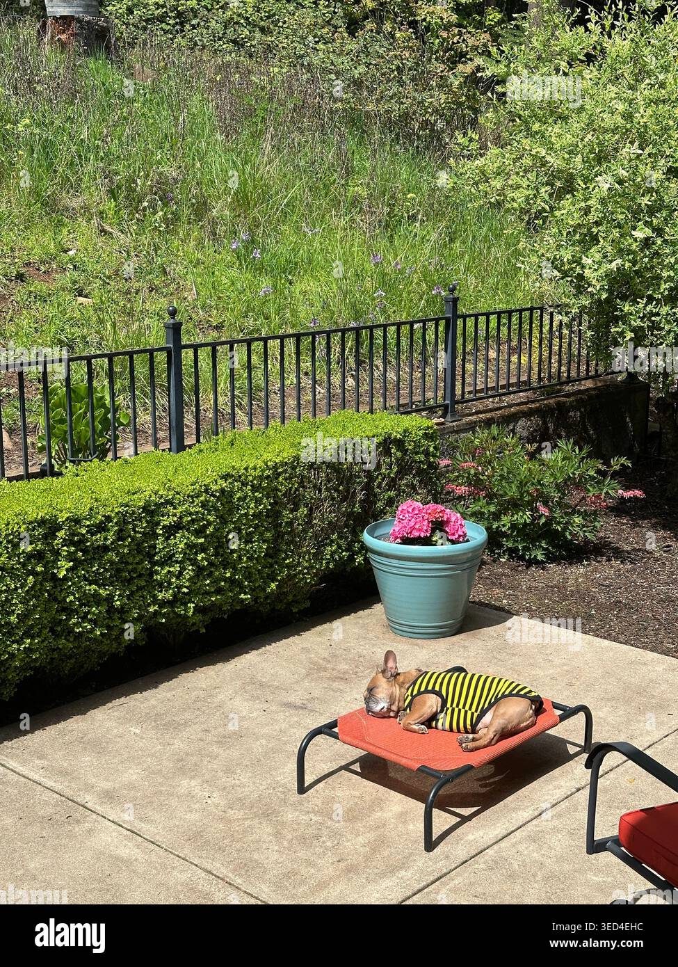 Französische Bulldogge mit Hummel-Hemd, die auf einem Hundebett auf der Terrasse eines Hauses schläft. Stockfoto
