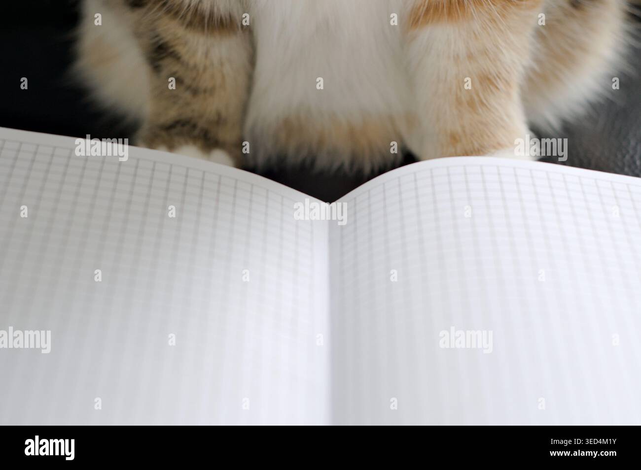 Katze, die auf ein Notizbuch schaut Stockfoto