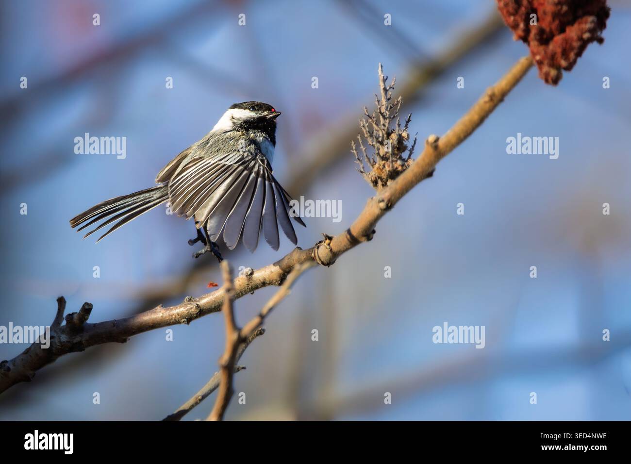 Atemberaubender Actionfilm eines Schwarzen Kappen-Chickadee (Poecile atricapillus) in der Luft, mit Flügeln und Schwanzfedern, die vollständig aufgefächert sind Stockfoto