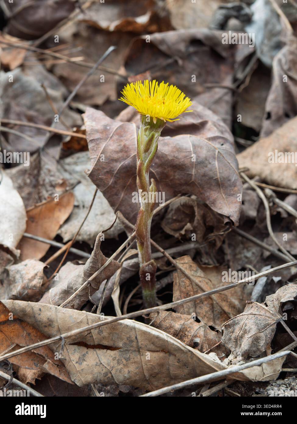 Coltsfoot-Blüte in Blüte Stockfoto