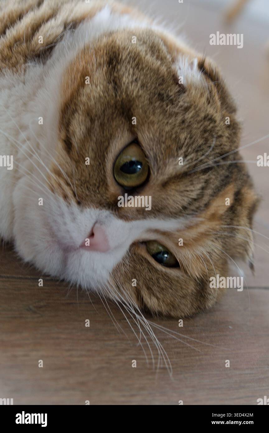 Close up Tabby Multicolor scottish Fold Years Katze Stockfoto