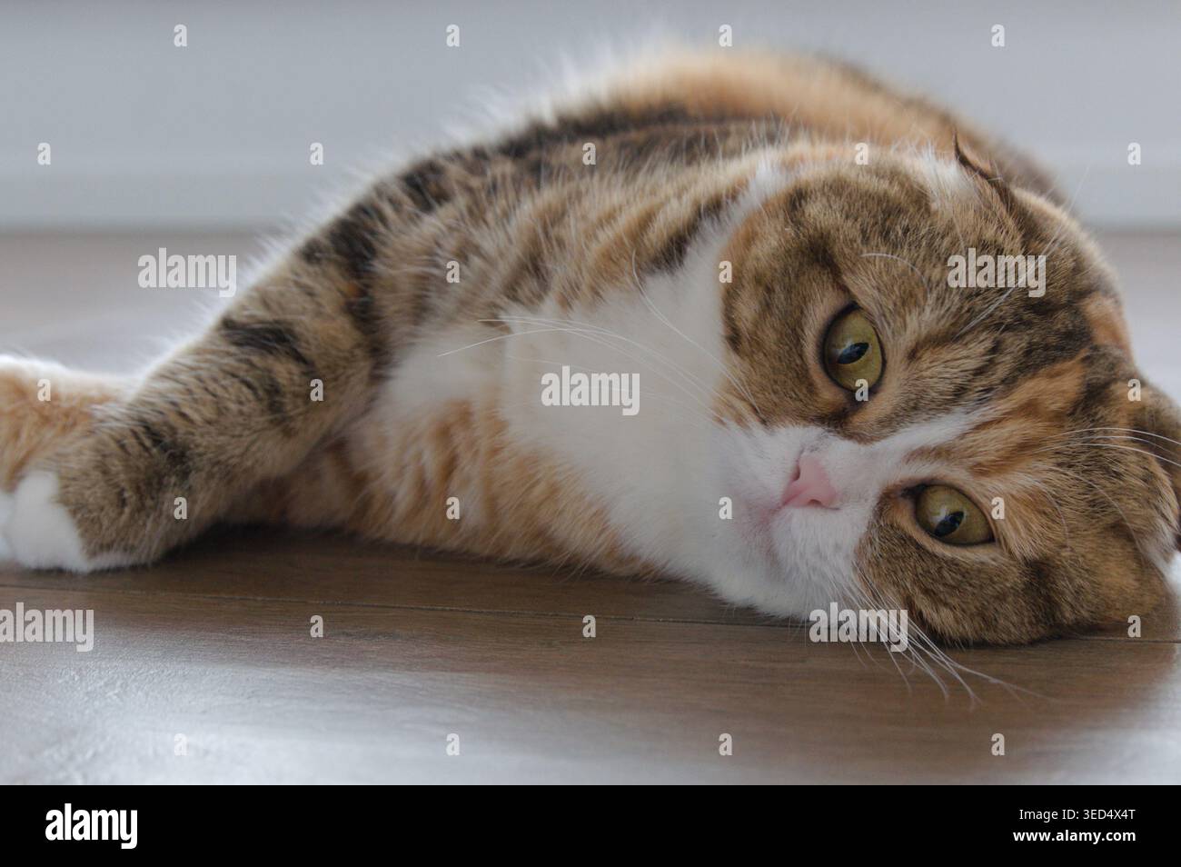 Tabby Multicolor scottish Fold Years Cat Relaxed Stockfoto