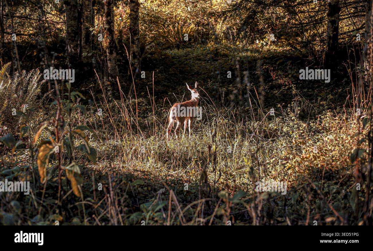 Junge Schwarzschwanzhirsche in einer sonnendurchfluteten Waldlichtung im pazifischen Nordwesten Stockfoto