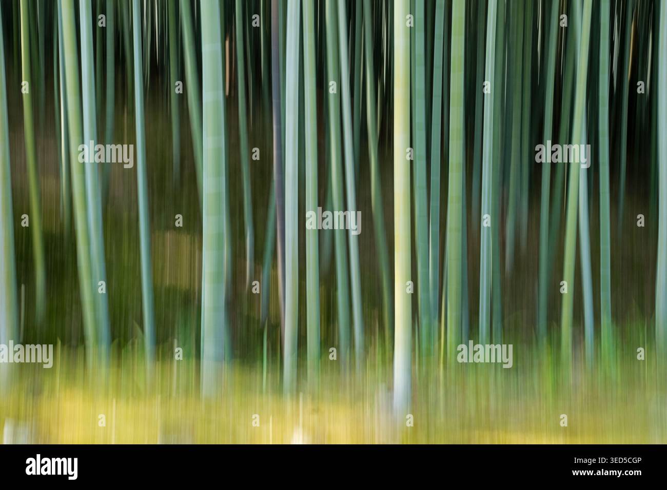Mit absichtlichen Kamerabewegungen wird ein Bambushain in Kyoto zu einem ruhigen, besinnlichen Ort zum Ausruhen. Stockfoto