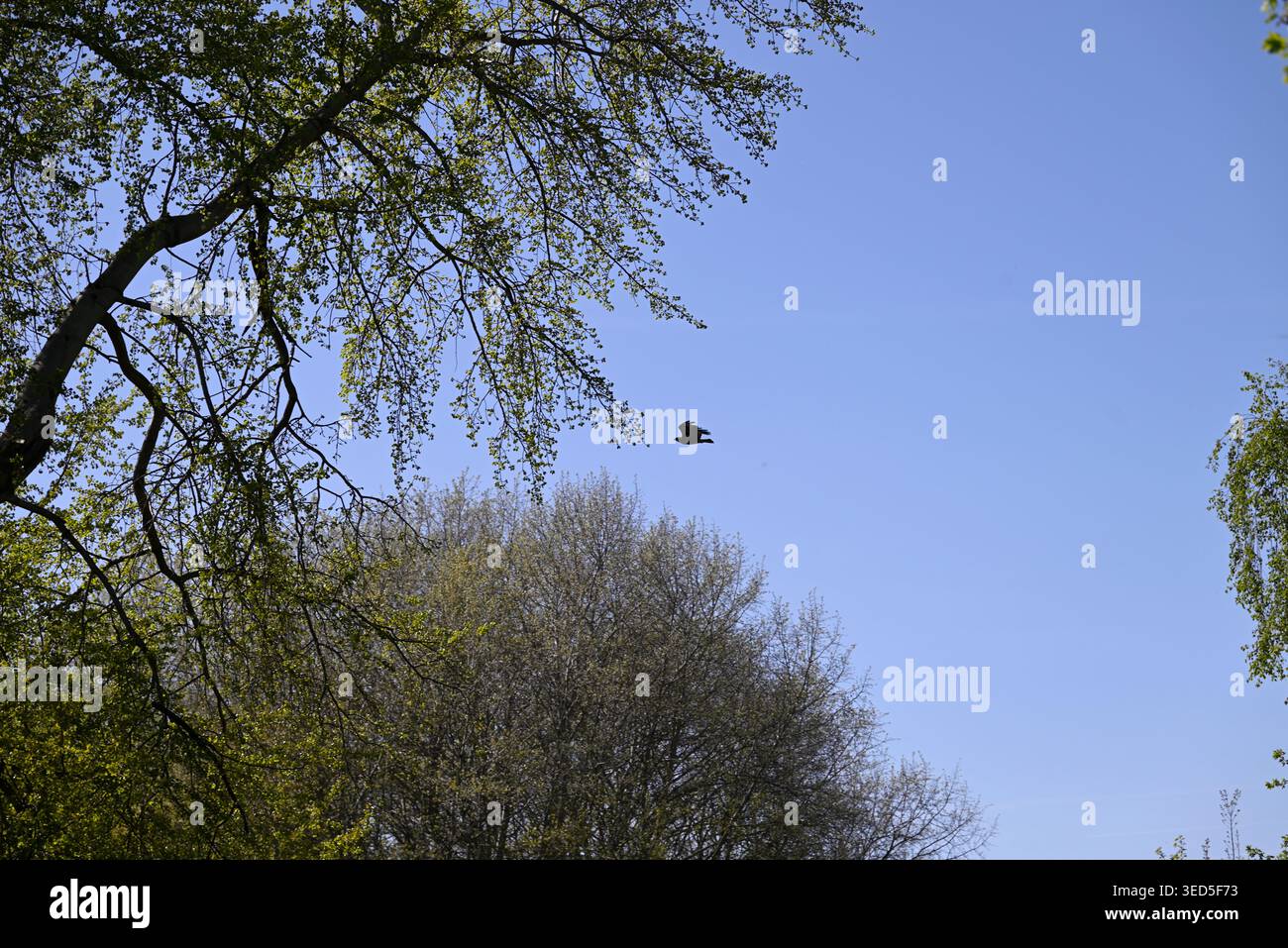 Raubvogel über Bäumen. Silhouette eines großen Raptors, der über ein paar Bäume fliegt. Stockfoto