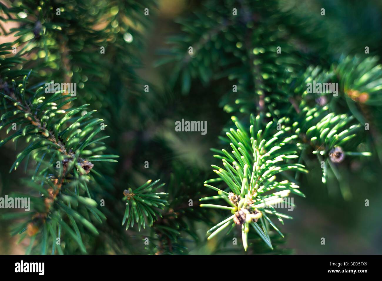 Colorado Blue Fichte - lateinischer Name - Picea pungens Stockfoto