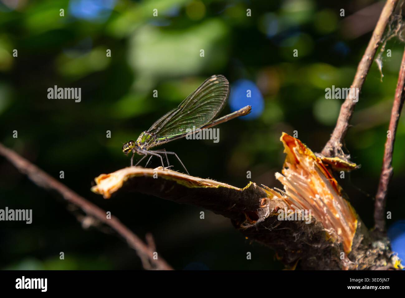 Eine lebendige Libelle ruht auf einem sonnendurchfluteten Zweig, umgeben von üppigem Laub an einem warmen Sommertag und zeigt die Schönheit des Ökosystems der Natur. Stockfoto