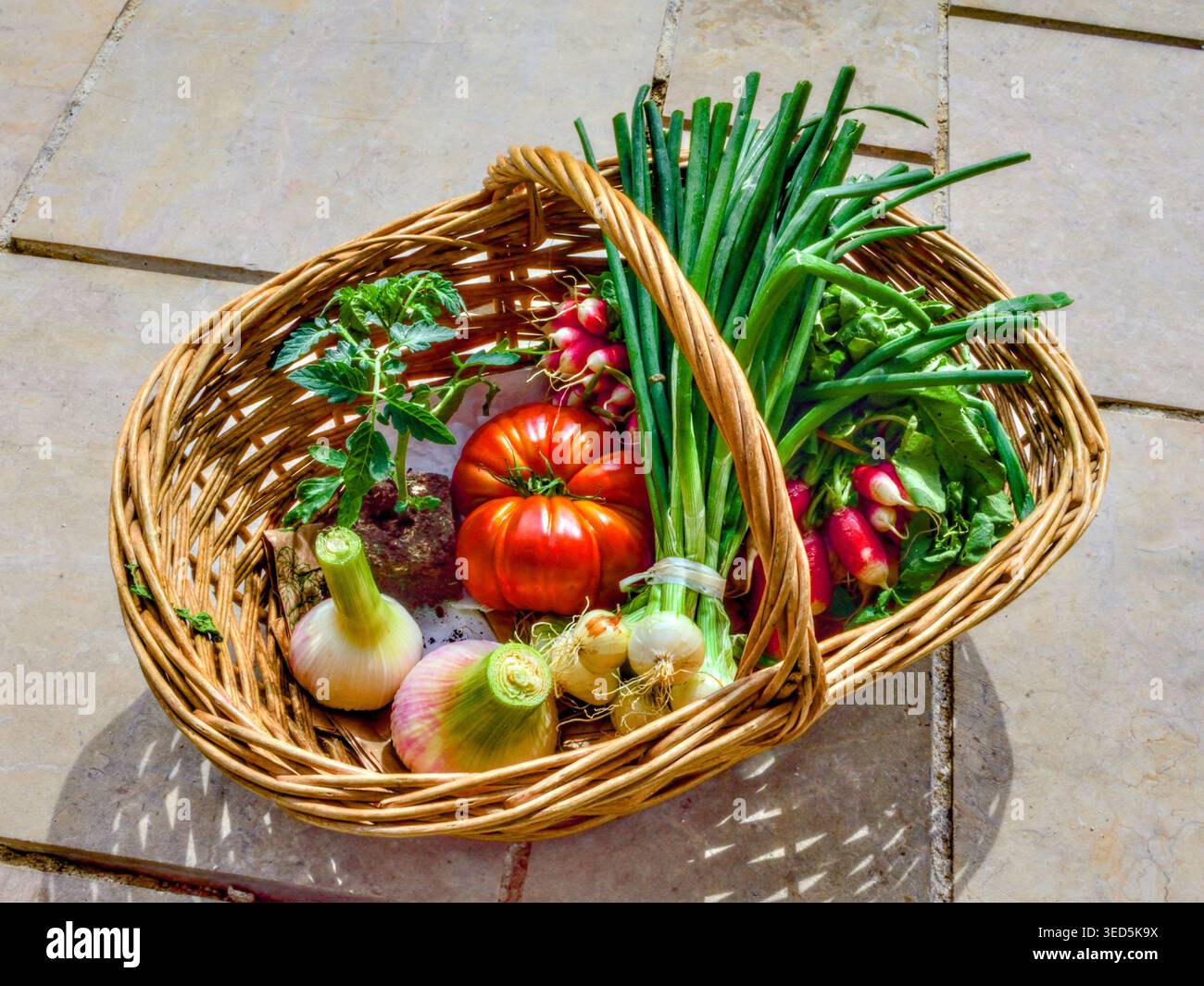 Frisches Bio-Gemüse vom lokalen Marktstand - Preuilly-sur-Claise, Indre-et-Loire (37), Frankreich. Stockfoto