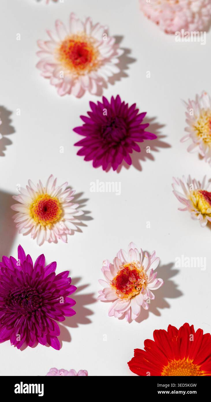Helle Blumen auf einer glatten Oberfläche in verschiedenen Farben und Formen Stockfoto