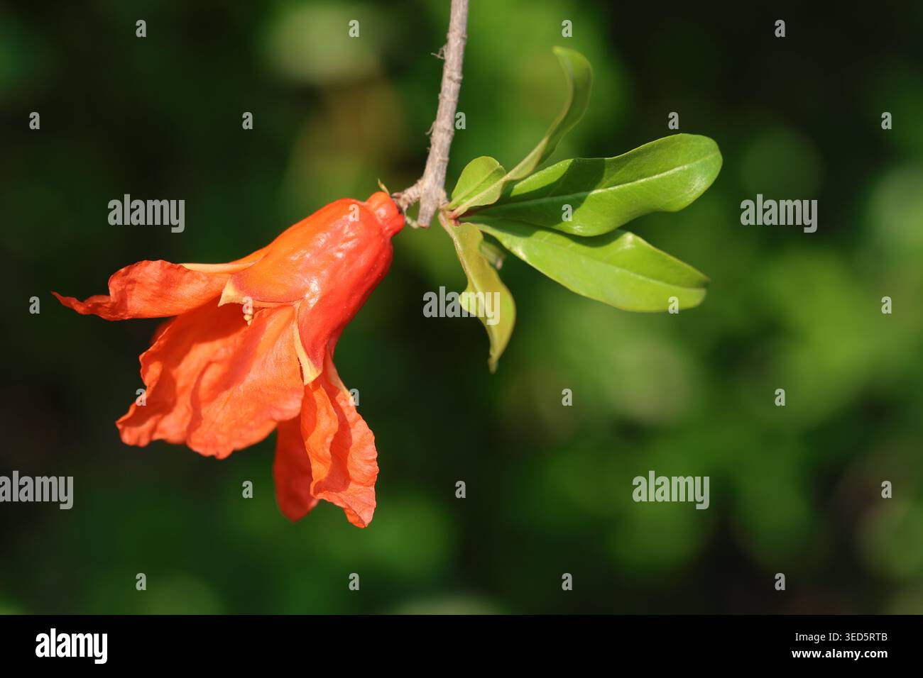 Rote Granatapfelblüte und Blätter im Frühling Stockfoto