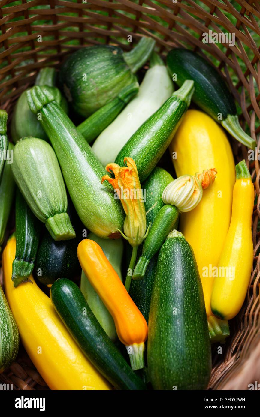 Korb gefüllt mit verschiedenen Zucchini und Blüten, frischem Bio-Gemüse, Erntekonzept vom Bauernhof. Grüner und gelber Kürbis von oben, natürliche Textur, gesunde saisonale Produkte Stockfoto