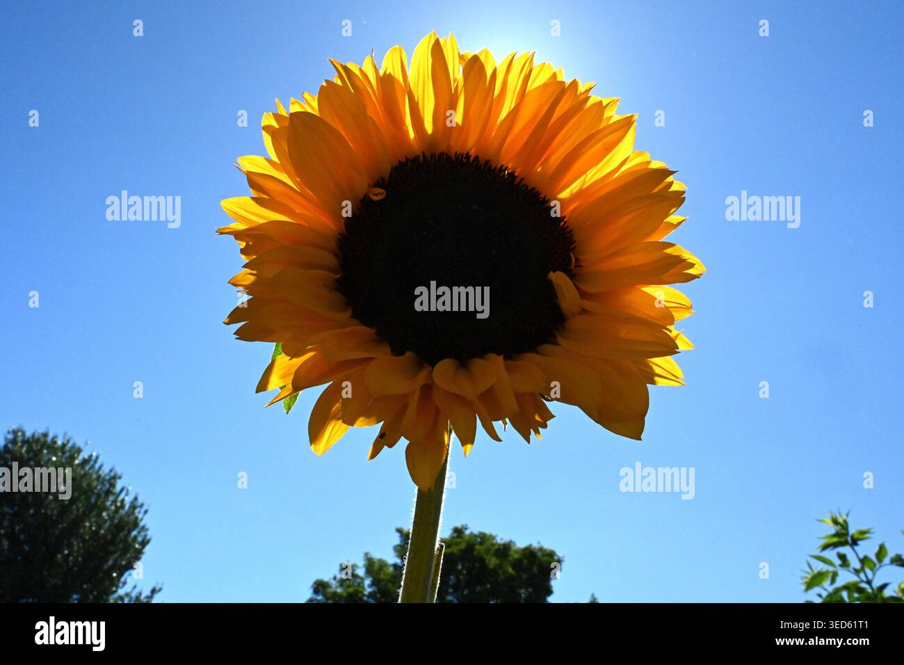 Die gemeinsame Sonnenblume in Blüte, Helianthus annuus. Sonnenblume Stockfoto