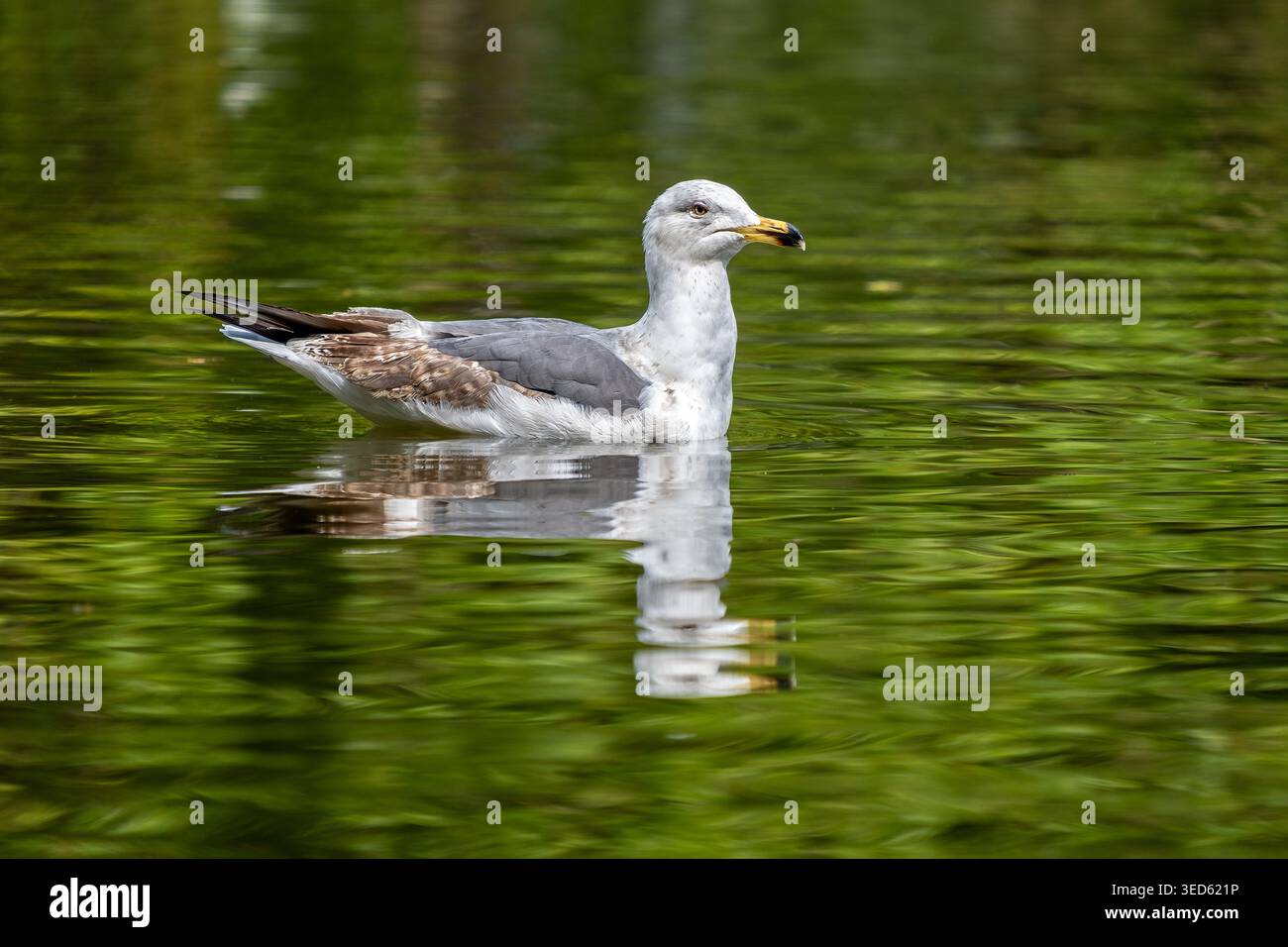 Möwen gleiten über ruhiges, grünes Wasser mit klarer Reflexion, im natürlichen Licht auf einem friedlichen See oder Fluss. Stockfoto