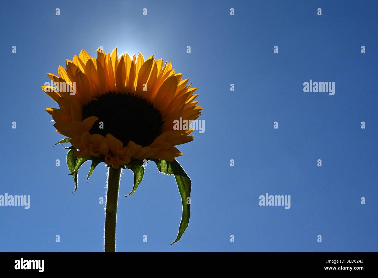 Die gemeinsame Sonnenblume in Blüte, Helianthus annuus. Sonnenblume Stockfoto