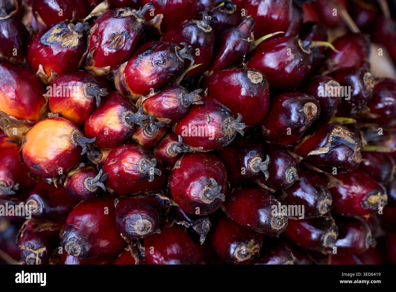 Nahaufnahme frischer roter Palmöl-Früchte Stockfoto