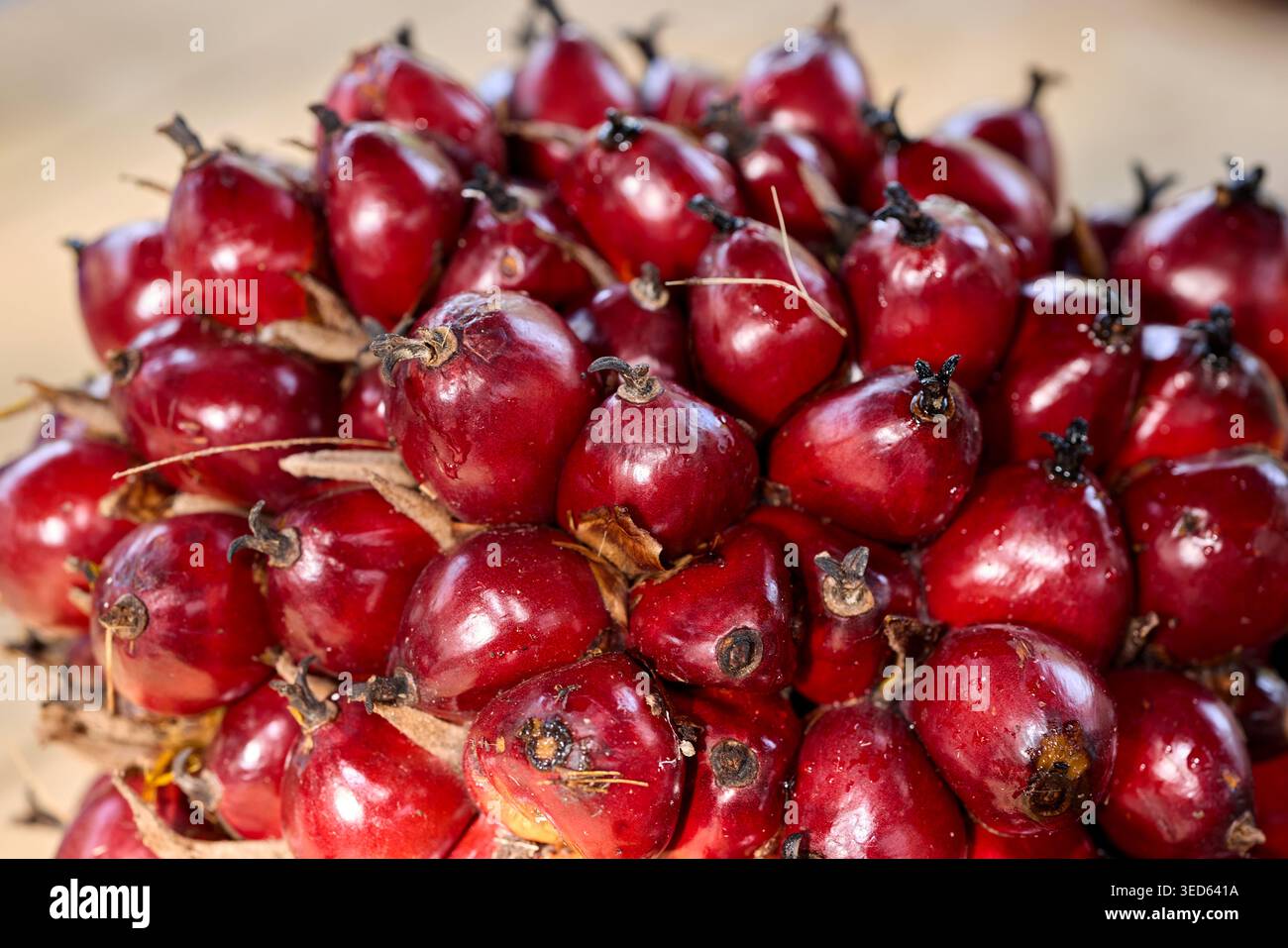 Nahaufnahme frischer roter Palmöl-Früchte Stockfoto