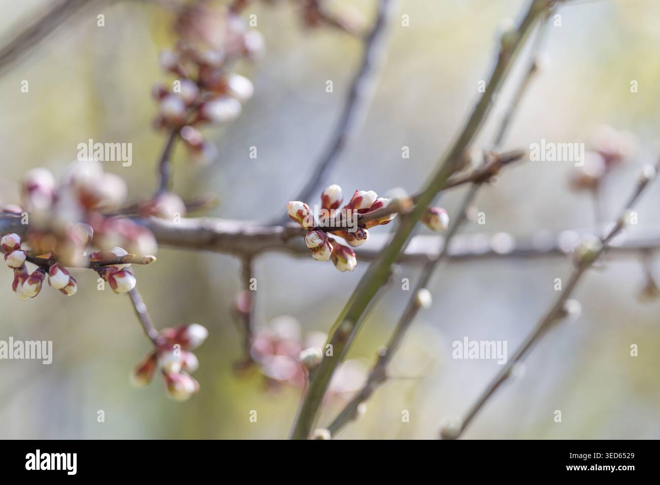 Knospen auf Zweigen mit strukturierter Darstellung. Ein Arrangement aus dicht geclusterten Knospen und mehrschichtigen Zweigen, betont durch sanfte Illuminati Stockfoto