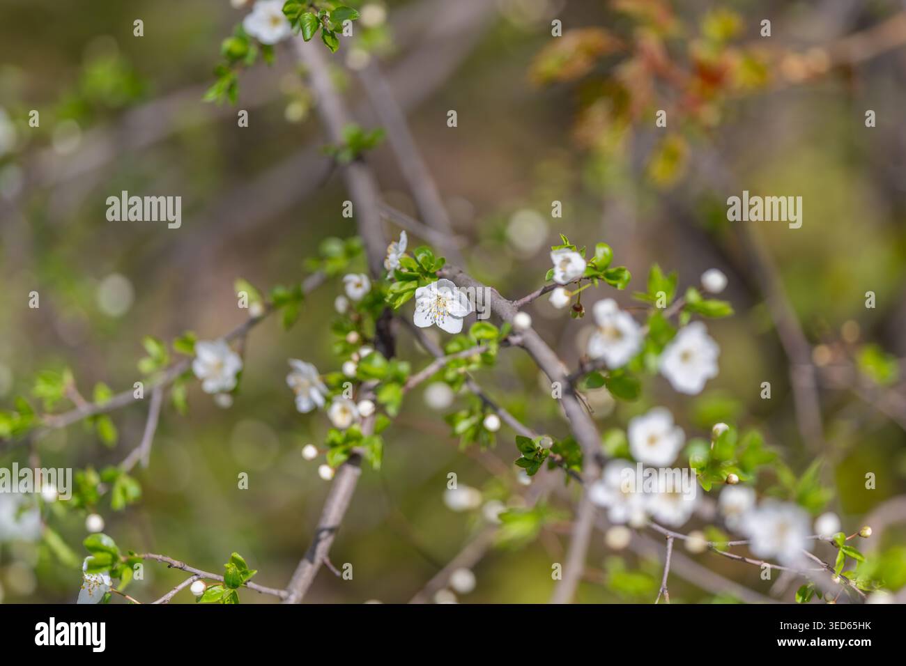 Leuchtend weiße Blumen schmücken Zweige, rustikales Wiesenambiente mit gedämpften Grün- und Brauntönen, jahreszeitlicher Übergang von Knospen zu Blüte Captu Stockfoto